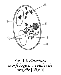 Text Box:  

Fig. 1.6 Structura morfologica a celulei de drojdie [59,60]
